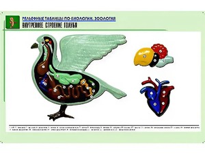 Рельефная таблица "Внутреннее строение голубя" (формат А1, матовое ламинирование) - fgospostavki.ru - Кубинка