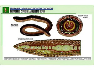 Рельефная таблица "Внутреннее строение дождевого червя" (формат А1, матовое ламинирование) - fgospostavki.ru - Кубинка