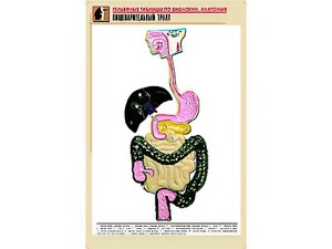 Рельефная таблица "Пищеварительный тракт" (формат А1, матовое ламинирование) - fgospostavki.ru - Кубинка