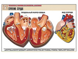 Рельефная таблица "Строение сердца" (формат А1, матовое ламинирование) - fgospostavki.ru - Кубинка