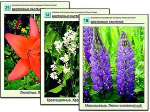 Гербарий фотографический "Основные группы растений" - fgospostavki.ru - Кубинка