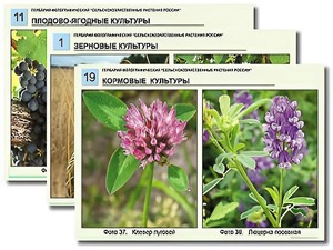 Гербарий фотографический "Сельскохозяйственные растения России" - fgospostavki.ru - Кубинка