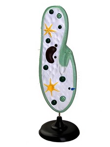 Модель инфузории-туфельки - fgospostavki.ru - Кубинка