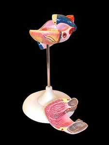 Модель сердца (лабораторная) - fgospostavki.ru - Кубинка