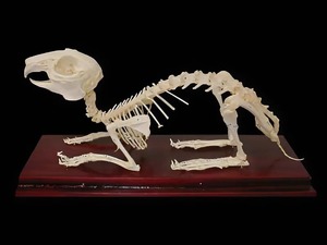 Скелет кролика - fgospostavki.ru - Кубинка