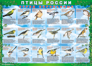 Комплект таблиц "Птицы России (4 листа)" (100х140 сантиметров, винил) - fgospostavki.ru - Кубинка