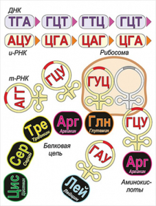 Модель-аппликация Биосинтез белка - fgospostavki.ru - Кубинка