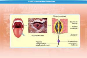 Интерактивные курсы. Биология 10 класс. Расширенный. - fgospostavki.ru - Кубинка
