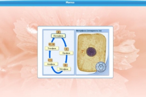 Интерактивные курсы. Биология 6 класс. Базовый - fgospostavki.ru - Кубинка