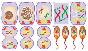 Модель-аппликация Деление клетки. Митоз и мейоз - fgospostavki.ru - Кубинка