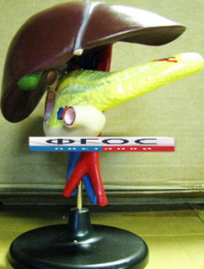 Модель "Печень". Вариант 2 - fgospostavki.ru - Кубинка