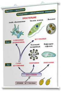 Плакаты по биологии для оформления кабинета. - fgospostavki.ru - Кубинка