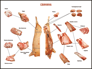 Таблица "Правила разделки мясных туш. Свинина" (100х140 сантиметров. винил) - fgospostavki.ru - Кубинка