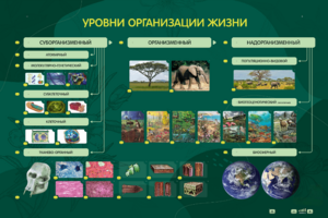 Электрифицированный стенд "Уровни организации жизни" - fgospostavki.ru - Кубинка