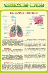 Стенд "Дыхательная система" - fgospostavki.ru - Кубинка