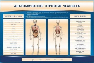 Электрифицированный стенд-тренажер c макетом скелета "Анатомическое строение человека" - fgospostavki.ru - Кубинка