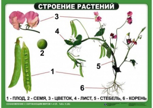 Комплект таблиц "Ознакомление с окружающим миром 1-4 класс" - fgospostavki.ru - Кубинка