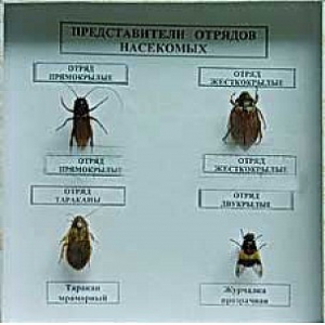 Коллекция энтомологическая "Представители отряда насекомых" - fgospostavki.ru - Кубинка