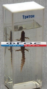 Влажный препарат "Тритон" - fgospostavki.ru - Кубинка