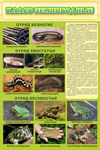 Стенд "Класс земноводные" - fgospostavki.ru - Кубинка