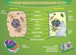 Стенд "Строение животной и растительной клеток" - fgospostavki.ru - Кубинка