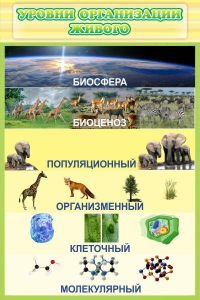 Стенд "Уровни организации живого" - fgospostavki.ru - Кубинка