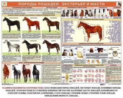 Комплект плакатов "Служебное коневодство" - fgospostavki.ru - Кубинка