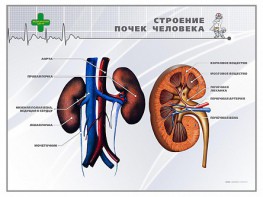 Стенд "Строение почки человека" - fgospostavki.ru - Кубинка