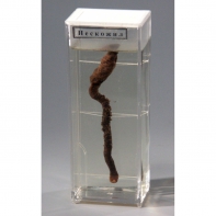 Влажный препарат "Пескожил" - fgospostavki.ru - Кубинка