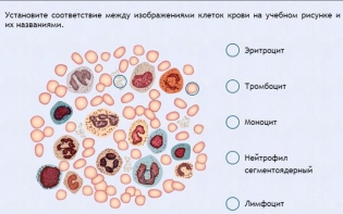 Интерактивные курсы. Биология 11 класс. Расширенный. - fgospostavki.ru - Кубинка