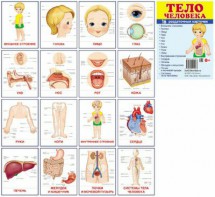 Раздаточные карточки "Тело человека" - fgospostavki.ru - Кубинка