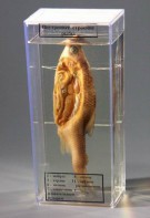 Влажный препарат "Внутреннее строение рыбы" - fgospostavki.ru - Кубинка