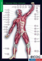 Комплект таблиц. Биология. Строение тела человека. - fgospostavki.ru - Кубинка