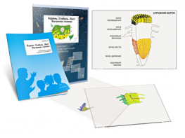 Комплект кодотранспарантов "Корень. Стебель. Лист (Внутреннее строение)" - fgospostavki.ru - Кубинка