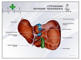 Стенд "Строение печени человека" - fgospostavki.ru - Кубинка