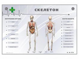 Электрифицированный стенд-тренажер "Скелетон" - fgospostavki.ru - Кубинка