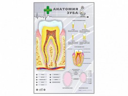 Электрифицированный стенд "Анатомия зуба" - fgospostavki.ru - Кубинка