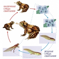Модель-аппликация Цикл развития лягушки - fgospostavki.ru - Кубинка