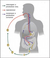 Модель-аппликация Цикл развития аскариды - fgospostavki.ru - Кубинка