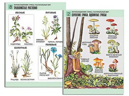 Комплект таблиц "Окружающий мир. Грибы. Растительный мир" (12 таблиц, А1, ламинированные) - fgospostavki.ru - Кубинка