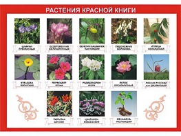 Таблица демонстрационная "Растения Красной книги" (винил 70*100) - fgospostavki.ru - Кубинка