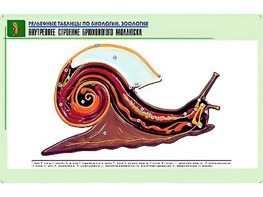 Рельефная таблица "Внутреннее строение брюхоногого моллюска" (формат А1, матовое ламинирование) - fgospostavki.ru - Кубинка