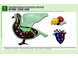 Рельефная таблица "Внутреннее строение голубя" (формат А1, матовое ламинирование) - fgospostavki.ru - Кубинка