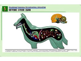 Рельефная таблица "Внутреннее строение собаки" (формат А1, матовое ламинирование) - fgospostavki.ru - Кубинка