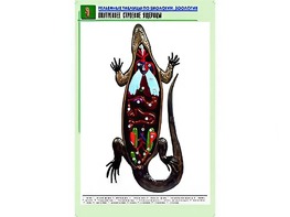 Рельефная таблица "Внутреннее строение ящерицы" (формат А1, матовое ламинирование) - fgospostavki.ru - Кубинка