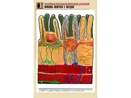 Рельефная таблица "Ворсинка кишечная с сосудом" (формат А1, матовое ламинирование) - fgospostavki.ru - Кубинка