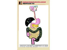Рельефная таблица "Пищеварительный тракт" (формат А1, матовое ламинирование) - fgospostavki.ru - Кубинка