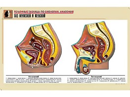 Рельефная таблица "Таз мужской и женский" (формат А1, матовое ламинирование) - fgospostavki.ru - Кубинка