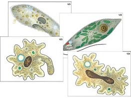 Модель-аппликация "Строение и разнообразие простейших" (ламинированная) - fgospostavki.ru - Кубинка
