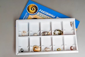 Коллекция "Раковины моллюсков" - fgospostavki.ru - Кубинка